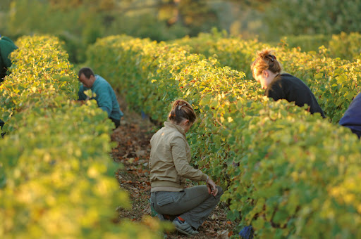 Domaine Allias - Thumbnail