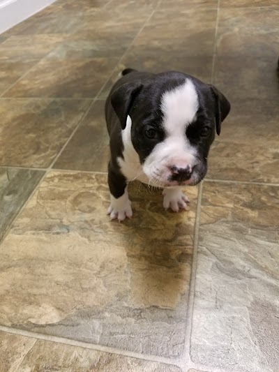 Photos of Effingham Animal Hospital