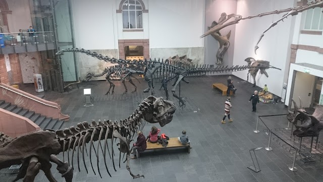 Muséum Senckenberg