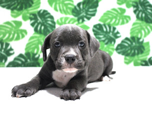 Photo n°13 de EURL pension des dames chanoinesses à Girancourt (Pension pour chiens)