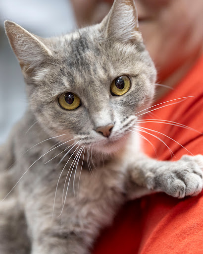White River Humane Society - Thumbnail
