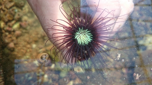 Pisciculture D'Estalens - Thumbnail