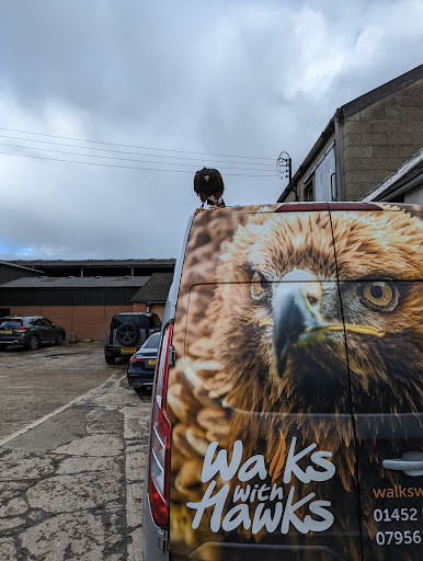 Walks With Hawks Ltd Gallery - United Kingdom