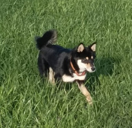Photo n°7 de ELEVAGE L'échappée Bleue à Charmois-l'Orgueilleux (Éleveur de chiens)