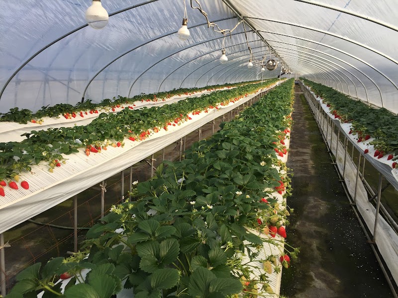 ～太陽と大地の恵み～8番 石原農場