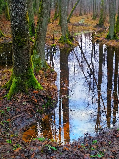 Durbino apžvalgos bokštas