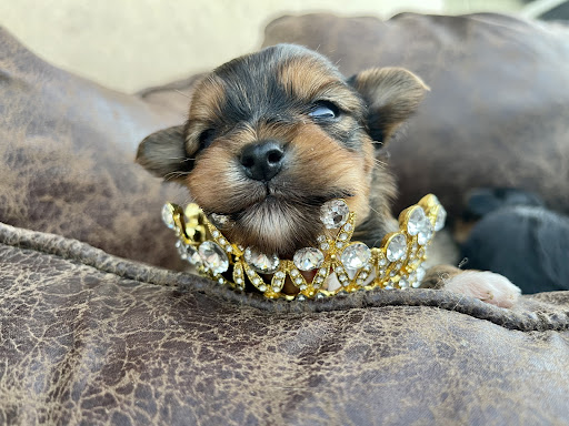 Puppies - Thumbnail