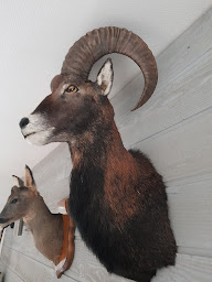 Photo n°2 de Duvanel Sylvain à Forest-l'Abbaye (Taxidermiste)