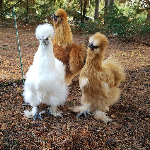 La Ferme des Touminis - Ferme pédagogique itinérante - Thumbnail