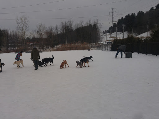 Canine Park - Visual