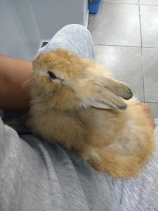 Veterinaria Conceited Pets 7