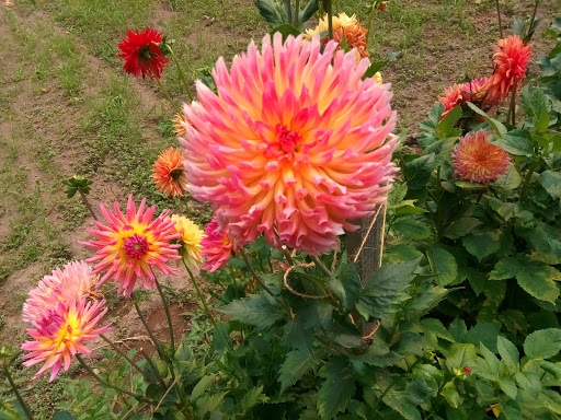 The Garden - Thumbnail
