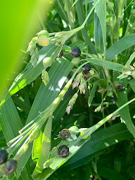 Photo n°5 de Les Jardins de la Brousse à La Brousse (Association ou organisation)