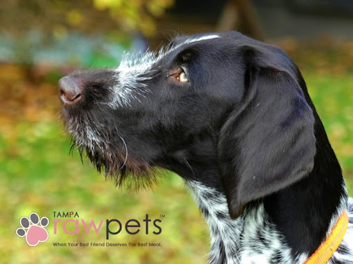 Raw Pets Pittsburgh - Thumbnail