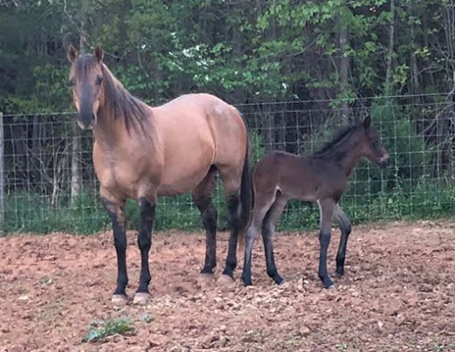 3H Equine Hospital and Mobile Veterinary Services - Thumbnail