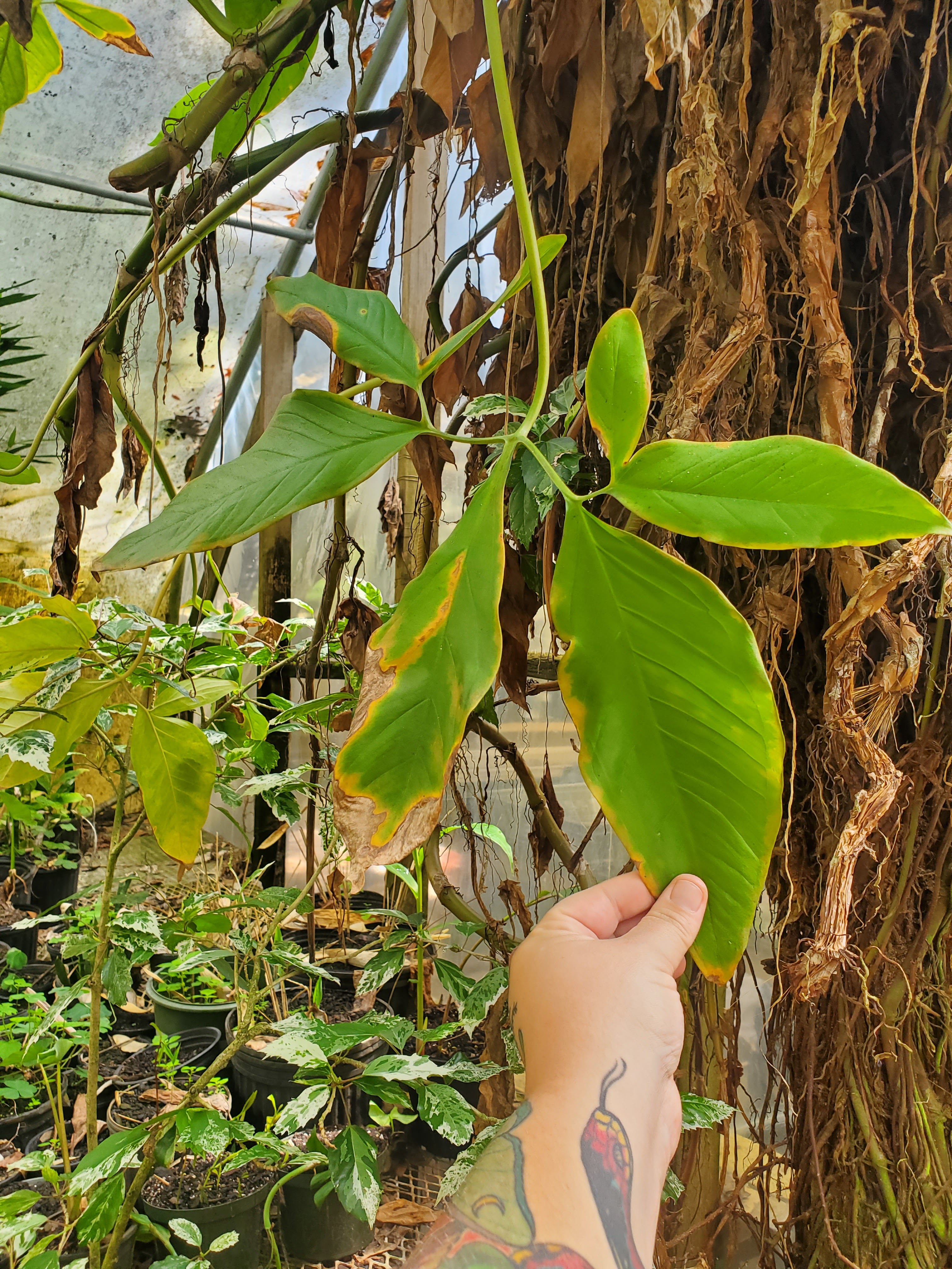 Boo For You Bamboo Gardens