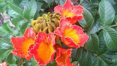 Photos of National Botanical Gardens - Pietermaritzburg