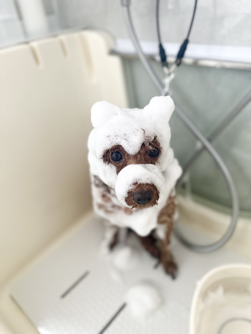 DOGSALON COOMO ドッグサロンクーモ