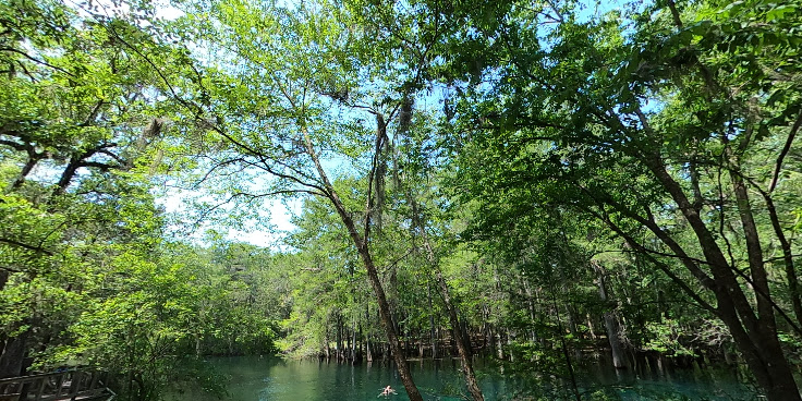Manatee Springs by null