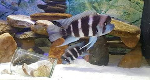 Photo n°3 de Association aquariophile saint Christol lez alés à Saint-Christol-lez-Alès (Association culturelle)