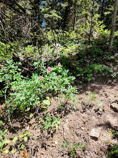 Sierra Club Loop Trailhead - Thumbnail
