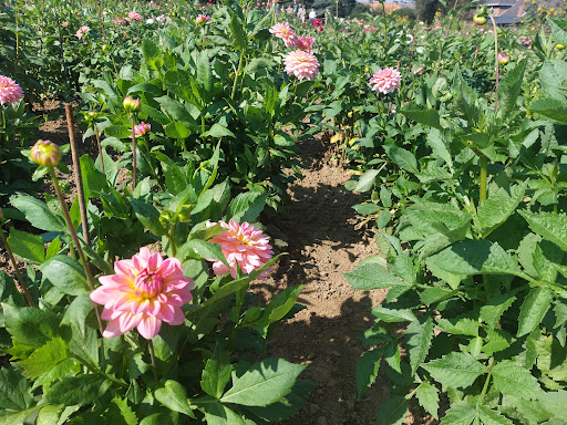 EMDV - Eerste Maastrichtse Dahlia Vereniging