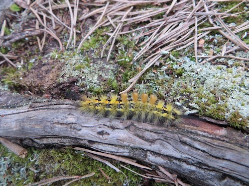 Vana paadisadama lõkkekoht ja telkimisala