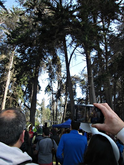 Photos of Cancha El Peral y Bosque de Alerces.