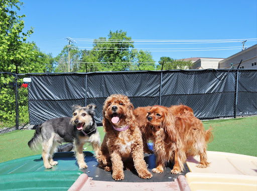 Pampered Pets Inn - Thumbnail
