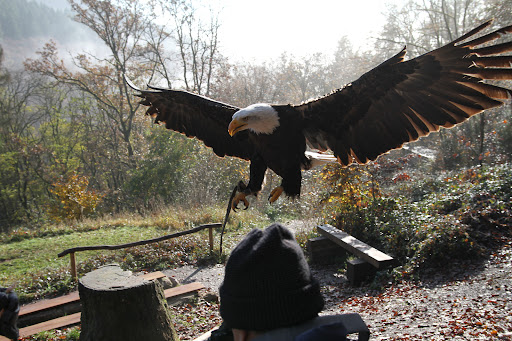 Greifvogelpark Saarburg