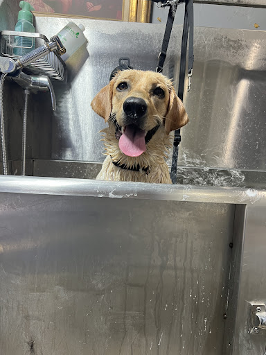Panhandle Dog Grooming - Thumbnail