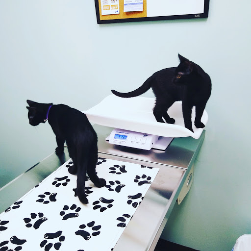 North Branch Animal Hospital - Thumbnail
