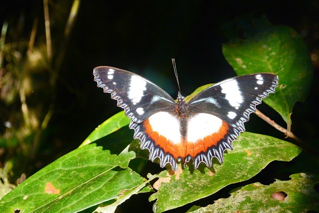 Parc national de Marojejy