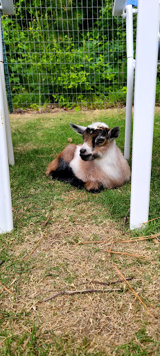 Goat Joy - Thumbnail