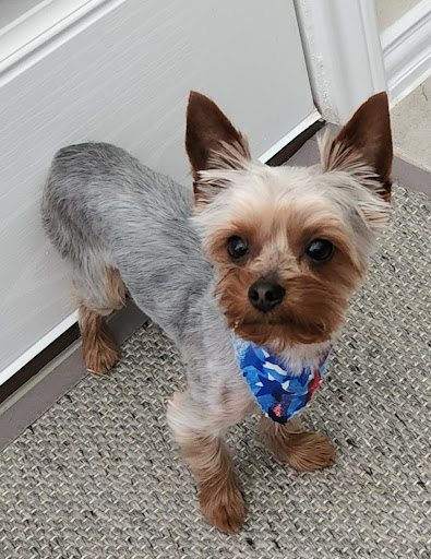 Healthy Paws Nutrition & Pet Spa - Thumbnail