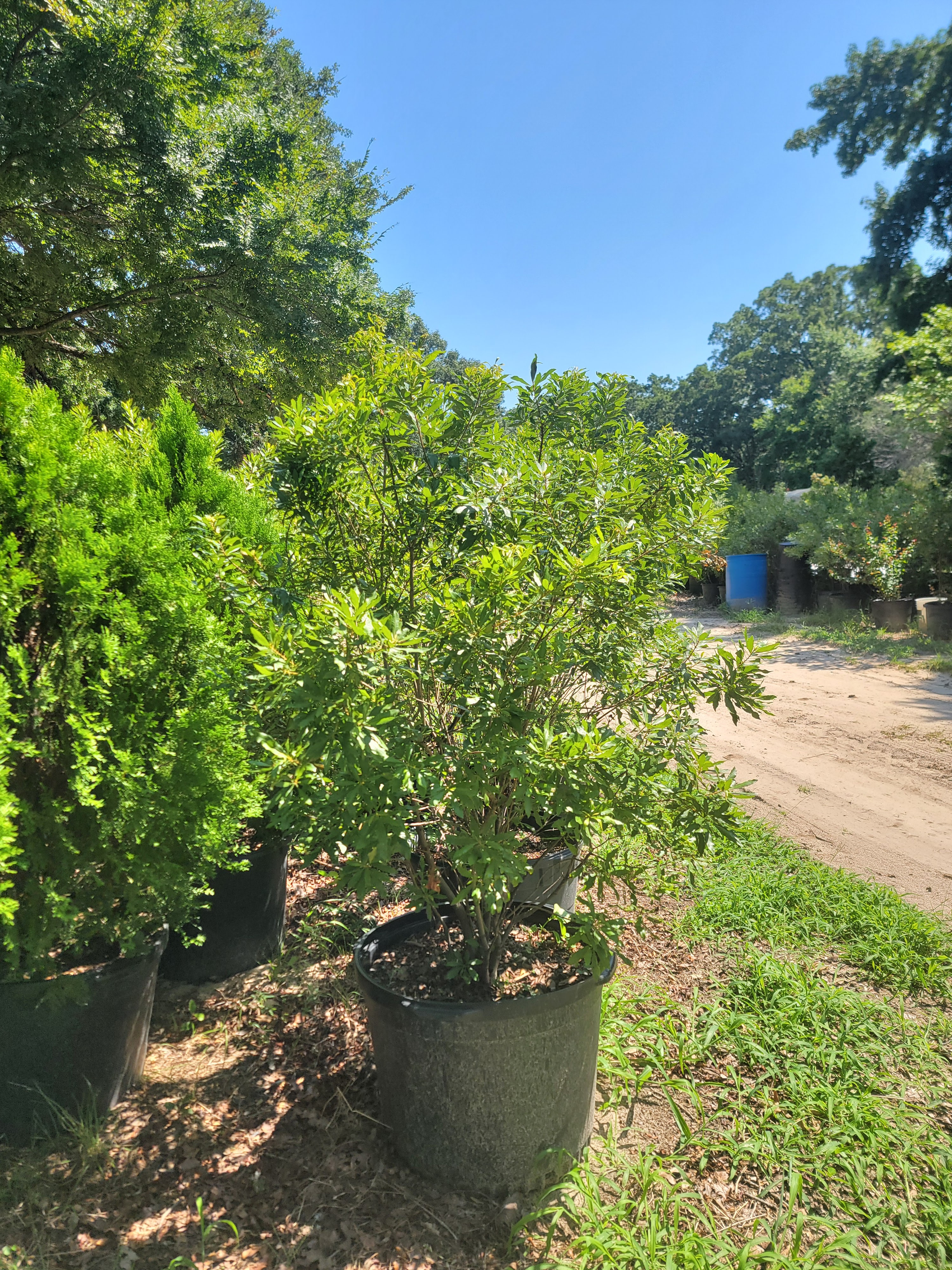 Mendoza Nursery