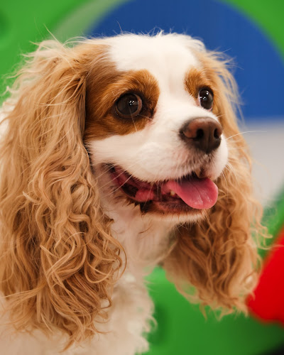 Pawsh Club - Premium dog daycare, boarding, grooming and party services