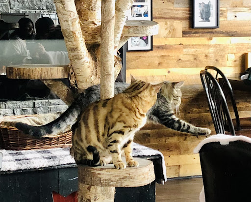 Café Chat L'étoile - Thumbnail