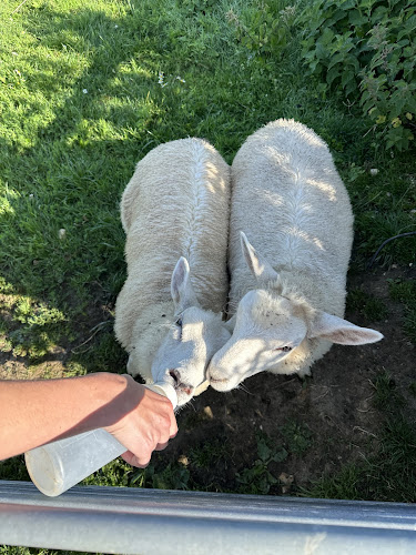 weststandenfarm.co.uk