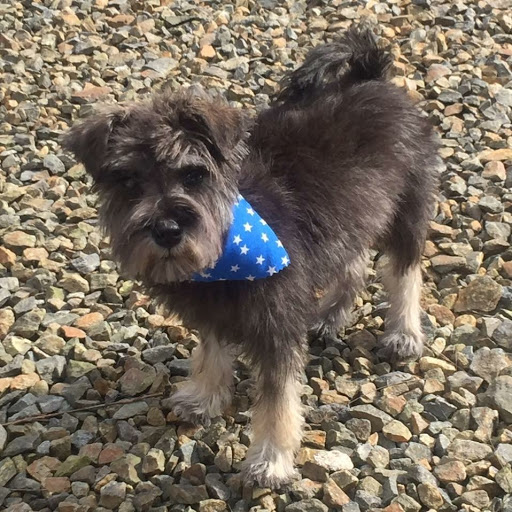 Paws Dog Grooming - Thumbnail