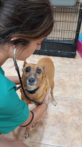 Vilavet clinica veterinaria Pedralba