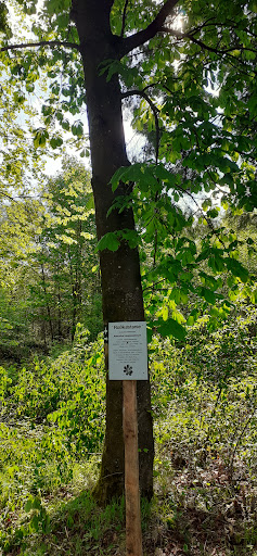 Aboretum Hartenfels