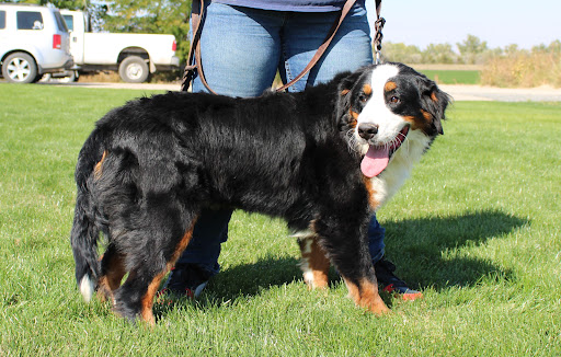 Colson Kennels Bernese & Golden Retrievers Gallery - United States
