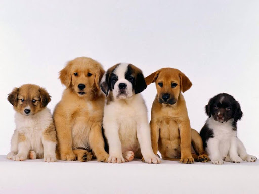 Clinica Veterinaria Tierarzt