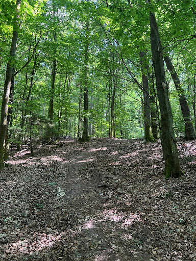 NaturFlowTrail MTB R4 "Lindwurm"