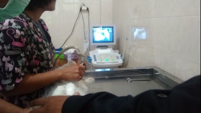 Photos of PUSKESWAN KLINIK HEWAN