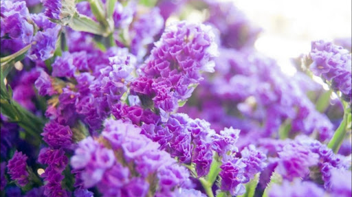Whitley's Florist & Flower Delivery - Thumbnail