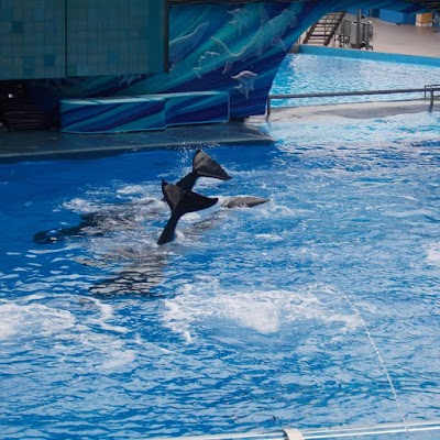 Orca Encounter