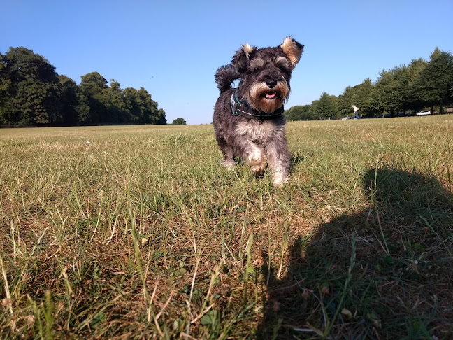 Doggo Joggo - Dog trainer