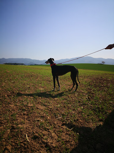 Pàrquing dels Pinetons Sarases - Thumbnail